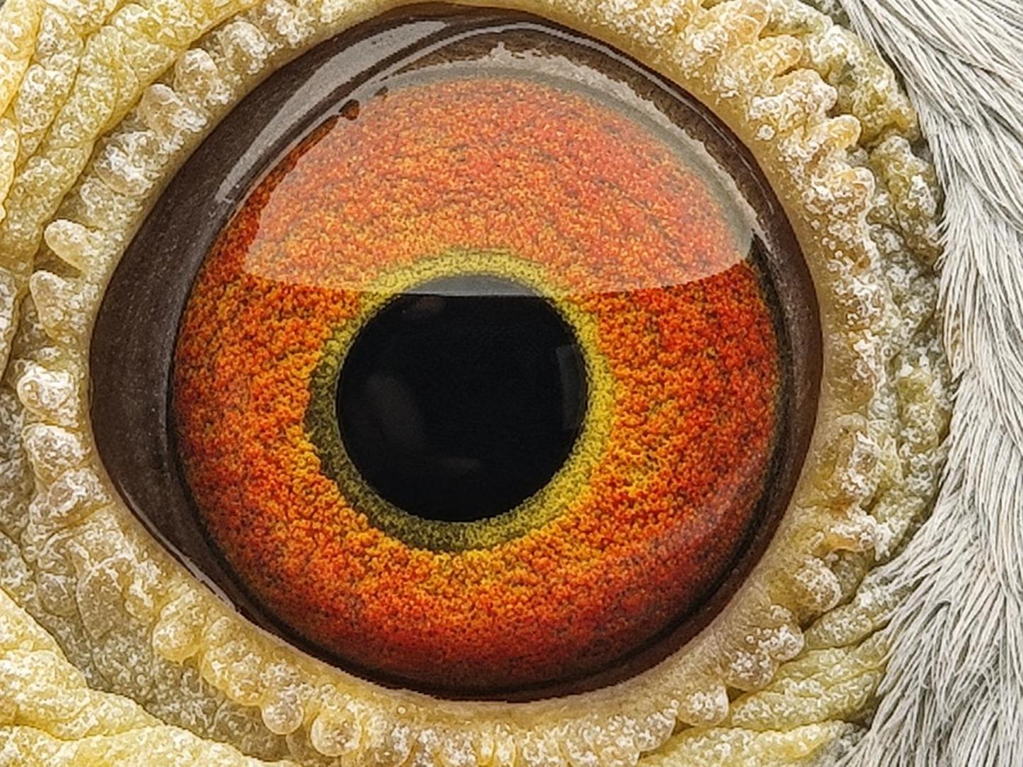 Pigeon eye